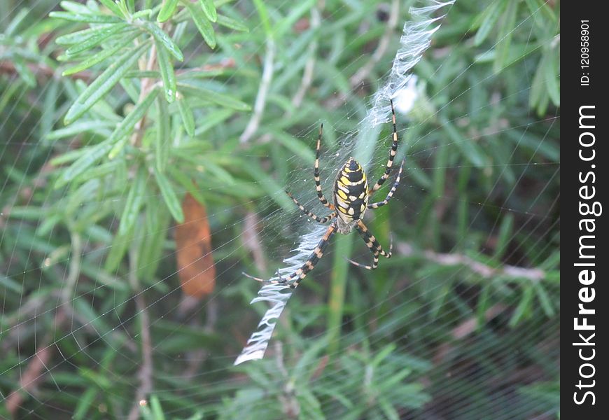 Invertebrate, Spider Web, Wildlife, Arthropod