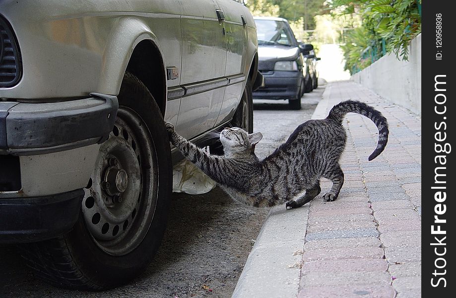 Car, Motor Vehicle, Mammal, Automotive Tire