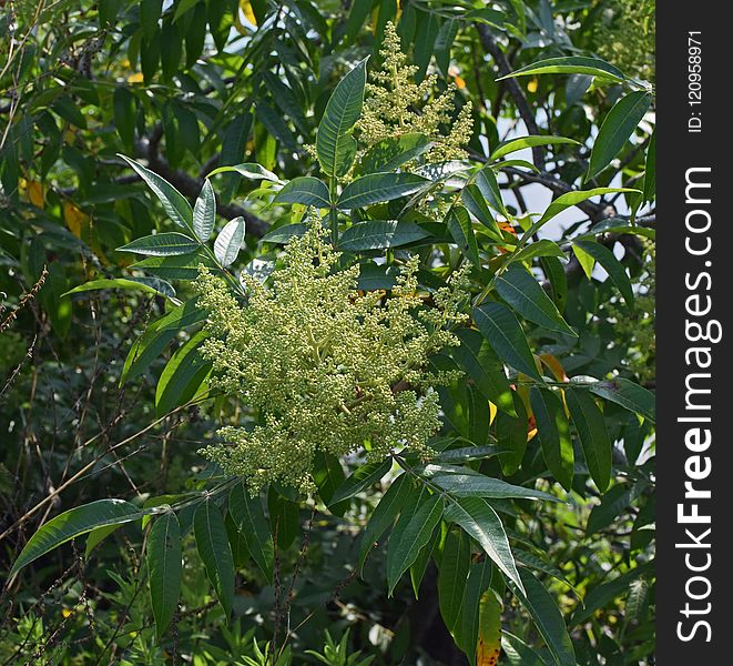 Plant, Vegetation, Leaf, Flora