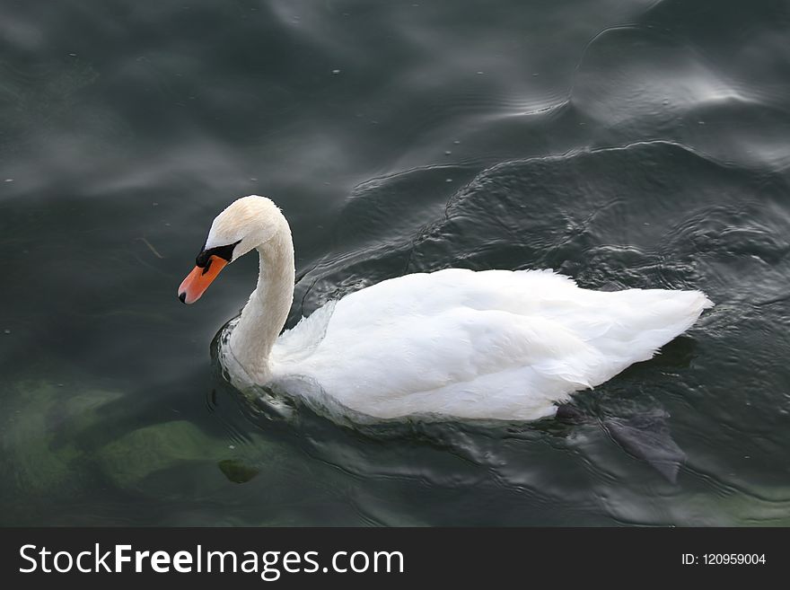 Swan, Water Bird, Bird, Ducks Geese And Swans