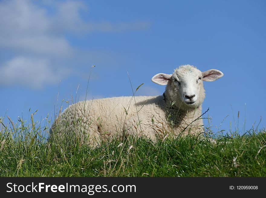 Grassland, Sheep, Pasture, Cow Goat Family