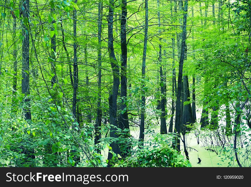 Ecosystem, Vegetation, Nature, Green