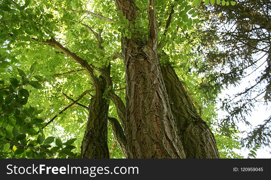 Tree, Ecosystem, Trunk, Woody Plant