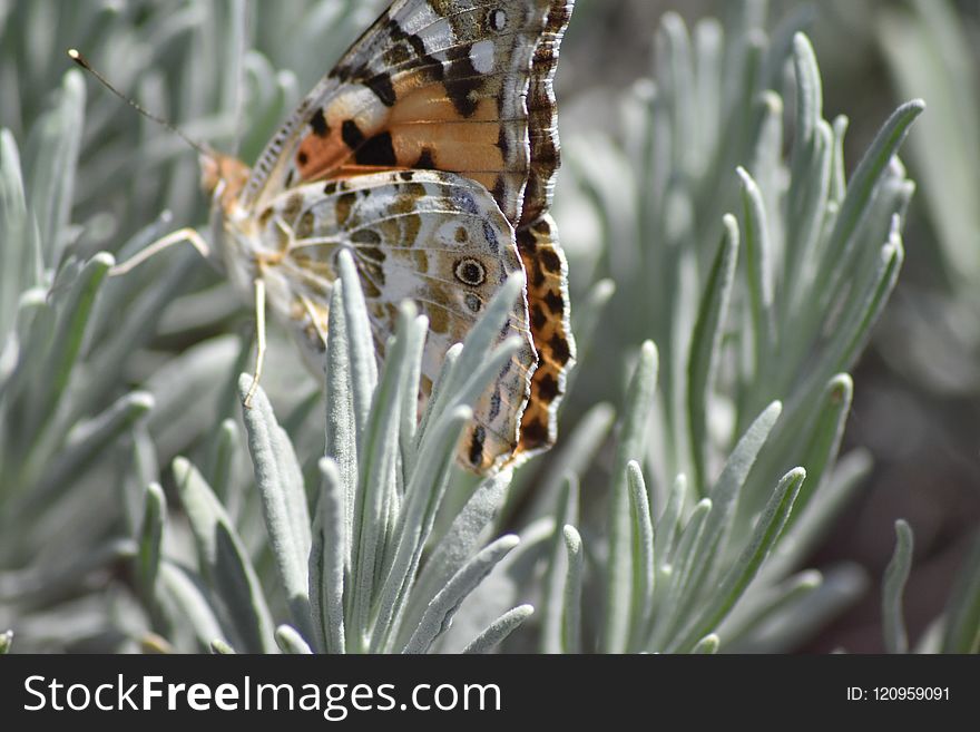 Moths And Butterflies, Insect, Invertebrate, Butterfly