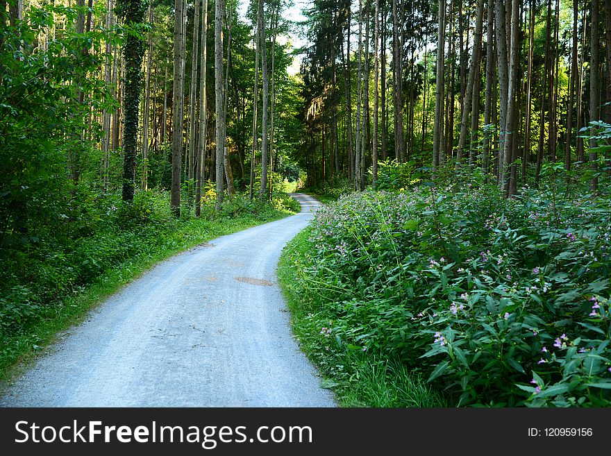 Path, Ecosystem, Vegetation, Nature Reserve