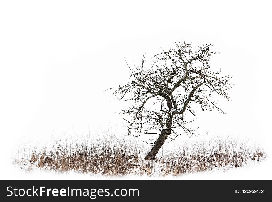 Branch, Tree, Black And White, Winter