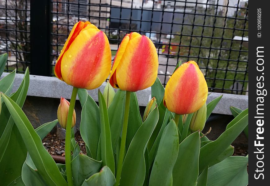 Flower, Plant, Flowering Plant, Tulip