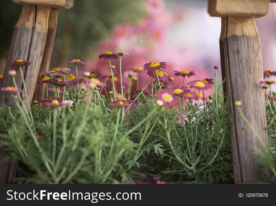 Beautiful flowers in garden