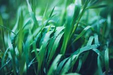 Green Fresh Grass With Drops Of Morning Water Dew After Rain, Nature Background With Raindrop, Mockup Backdrop Leaf Plant Closeup, Royalty Free Stock Photography