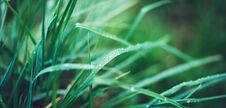 Green Fresh Grass With Drops Of Morning Water Dew After Rain, Nature Background With Raindrop, Mockup Backdrop Leaf Plant Closeup, Stock Image
