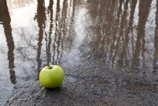 Reflected In A Puddle Of Rows Of Trees, On The Edge Of The Puddle Is An Apple Of Green Color Royalty Free Stock Photos