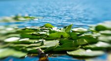 White Lotus Flower And Green Leaves On The Surface Of Calm Water Royalty Free Stock Photos