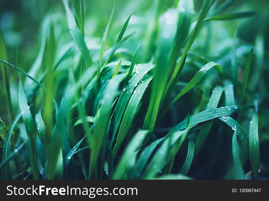 Green fresh grass with drops of morning water dew after rain, nature background with raindrop, mockup backdrop leaf plant closeup