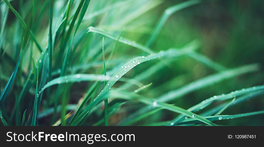 Green fresh grass with drops of morning water dew after rain, nature background with raindrop, mockup backdrop leaf plant closeup