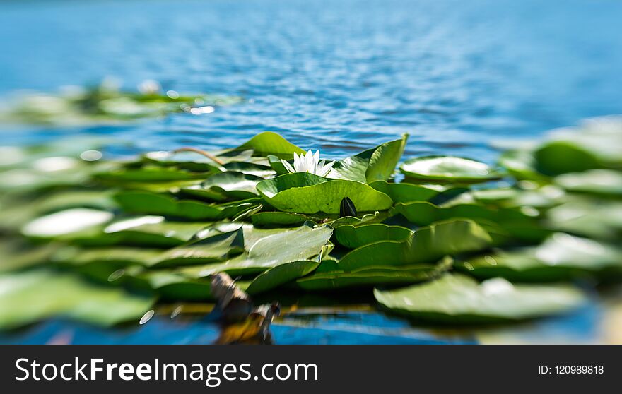 White lotus flower and green leaves on the surface of calm water