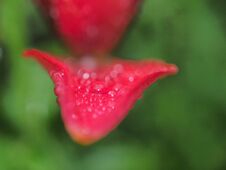 Raindrops On The Red Petals Of A Bud Of A Lily. Stock Images