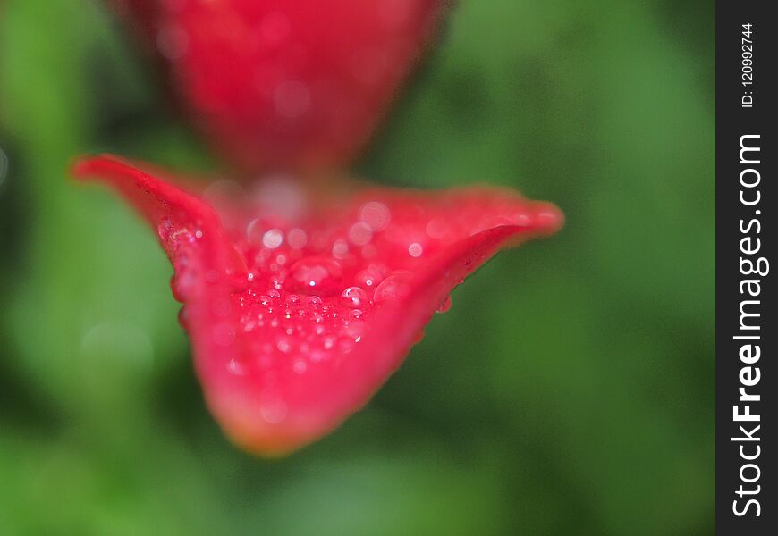 Raindrops on the red petals of a Bud of a Lily. Macro mode.