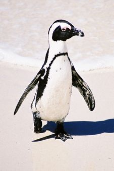 Jack Ass Penguin Stock Image