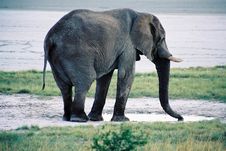 Elephant At Watering Hold Royalty Free Stock Images