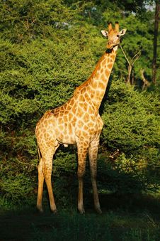 Sunset Giraffe Stock Images
