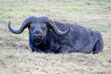 Lazy Cape Buffalo Royalty Free Stock Photography Lazy Cape Buffalo Royalty Free Stock Photography