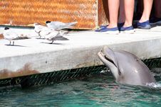 Dolphin And Seagulls Royalty Free Stock Photo Dolphin And Seagulls Royalty Free Stock Photo