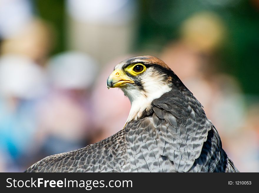 A Lanner Falcon looks at you. A Lanner Falcon looks at you