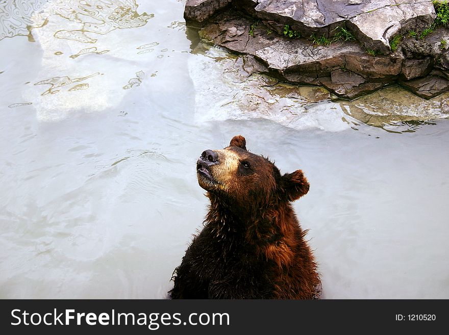 Bear In Lake