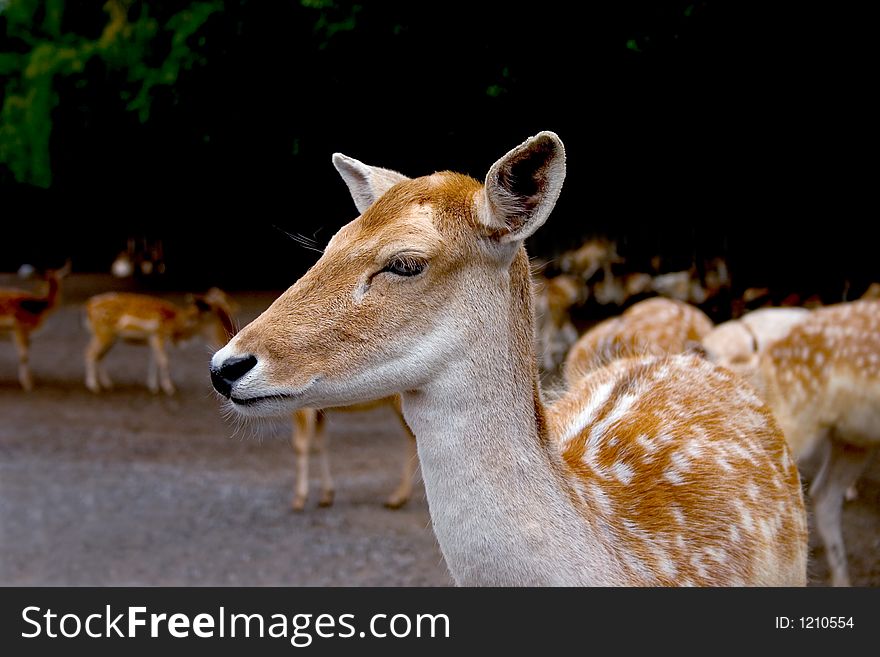 Close-up of a fawn with heard