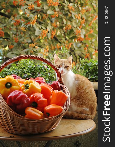 Cat and fresh peppers in a basket. Cat and fresh peppers in a basket