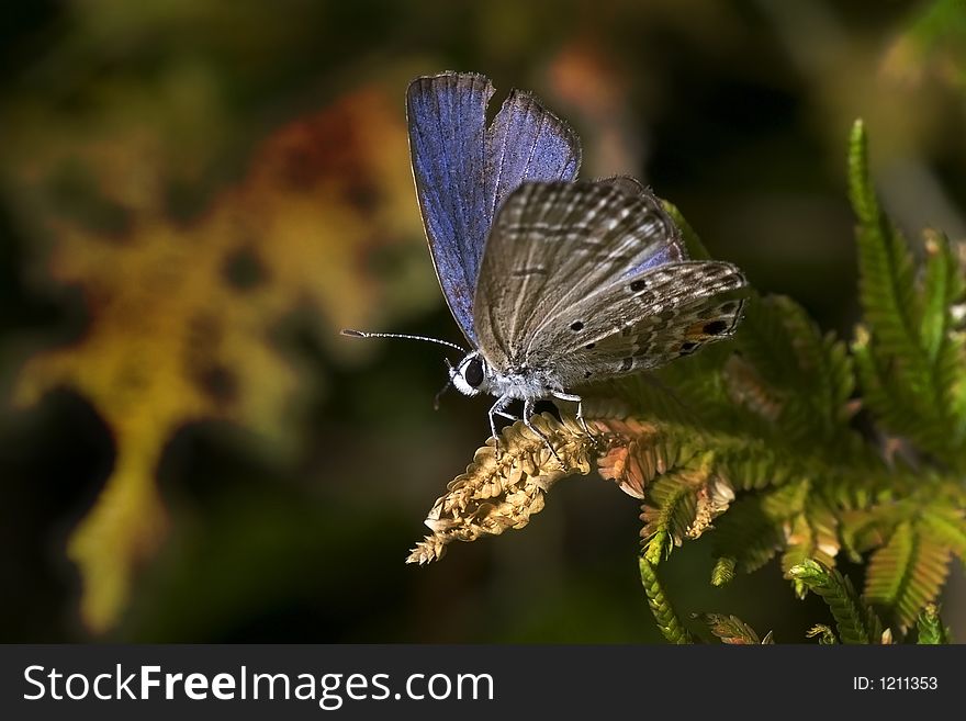 Blue Butterfly resting on a fern