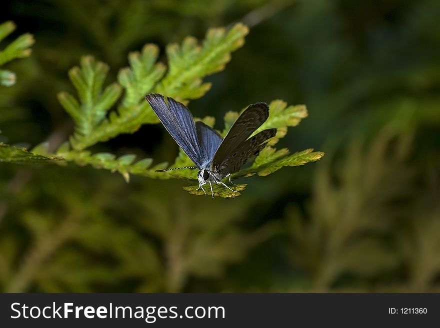 Blue Butterfly resting on a Fern Leaf