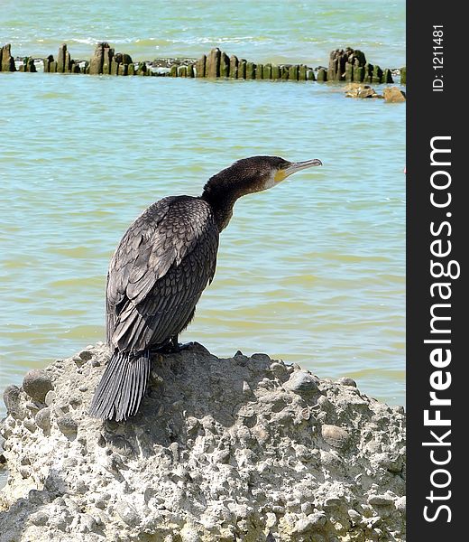 Azov sea, phalacrocoracidae on stone. Azov sea, phalacrocoracidae on stone