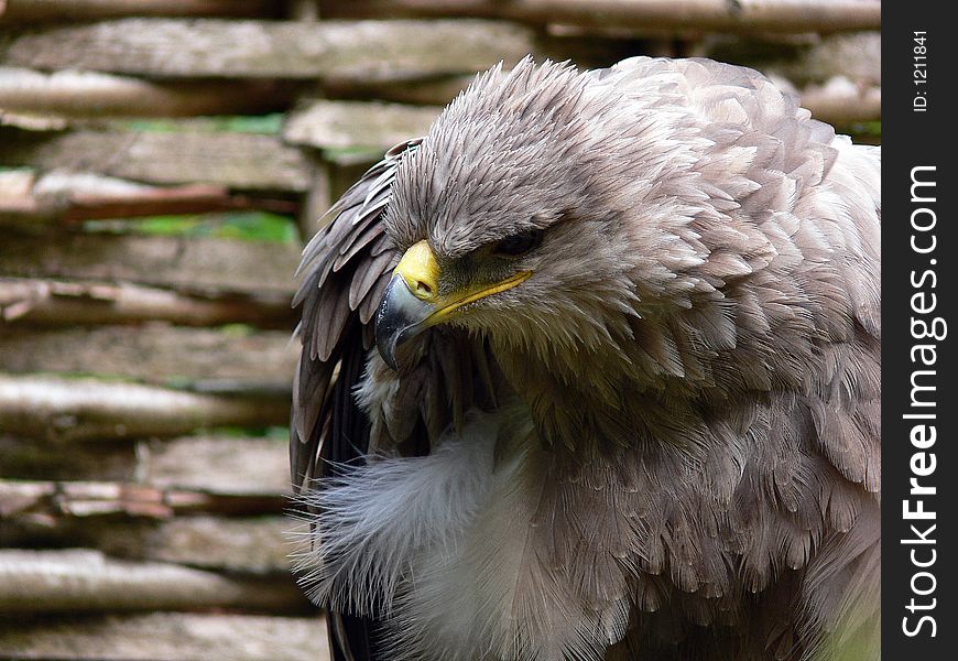 Large eagle sat watching prey