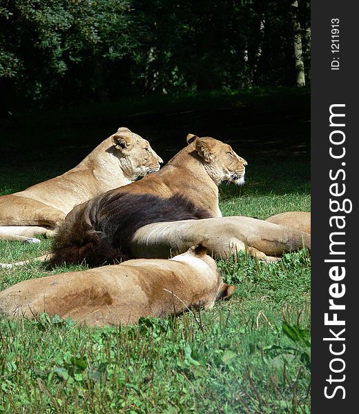 Lions asleep in the forest