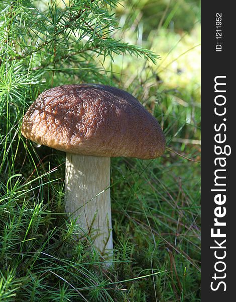 Cep in the autumn forest. Cep in the autumn forest