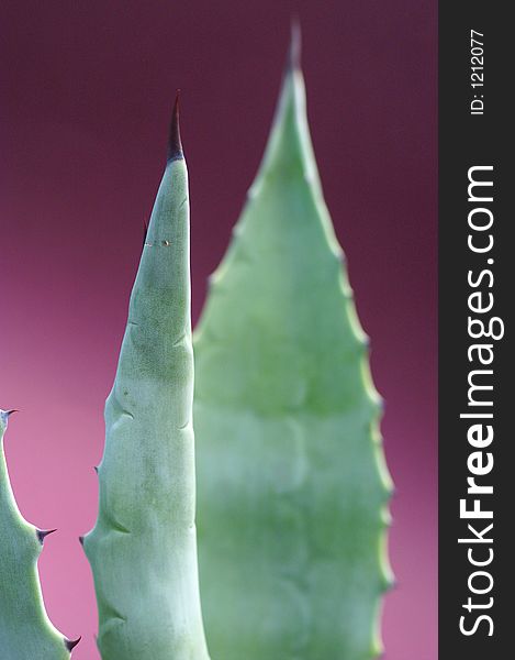 Agava leaves in front of reddish background