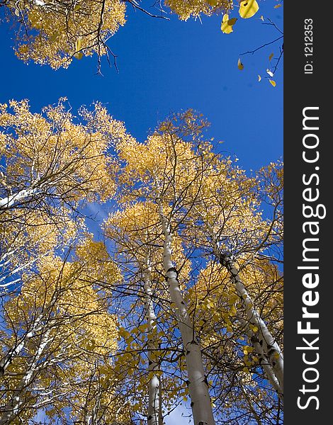 Aspen trees in autumd with a blue sky background. Aspen trees in autumd with a blue sky background