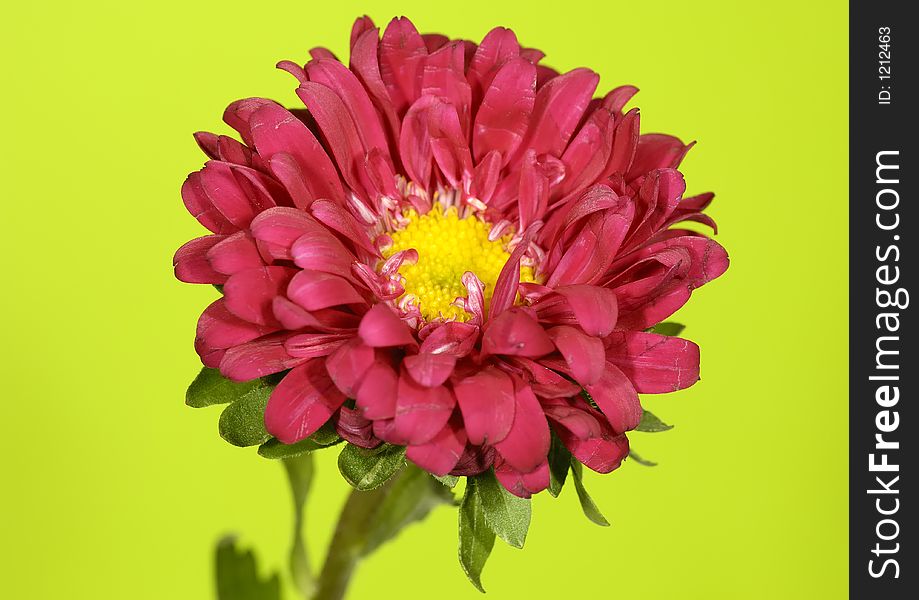Photo of a Red Flower on a Green Background