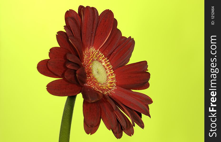 Photo of a Red Flower on a Green Background
