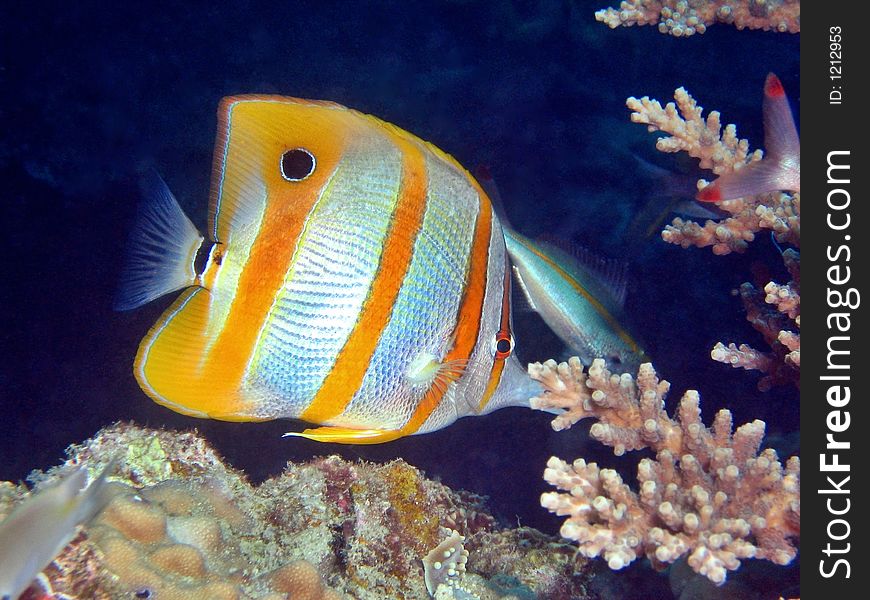 Beaked coralfish with its mouth covered by a hardcoral. Beaked coralfish with its mouth covered by a hardcoral.