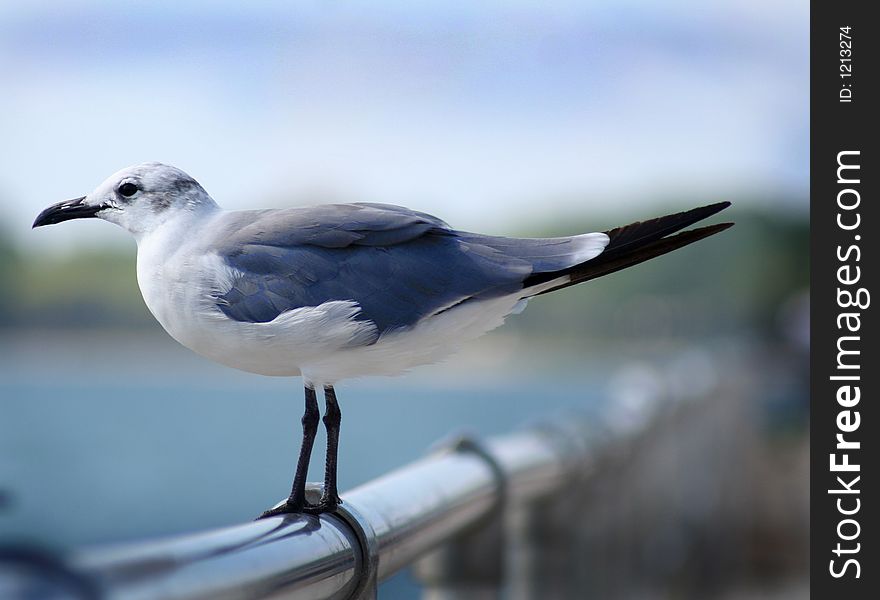 Close up of a Seagull on a railing. Close up of a Seagull on a railing.