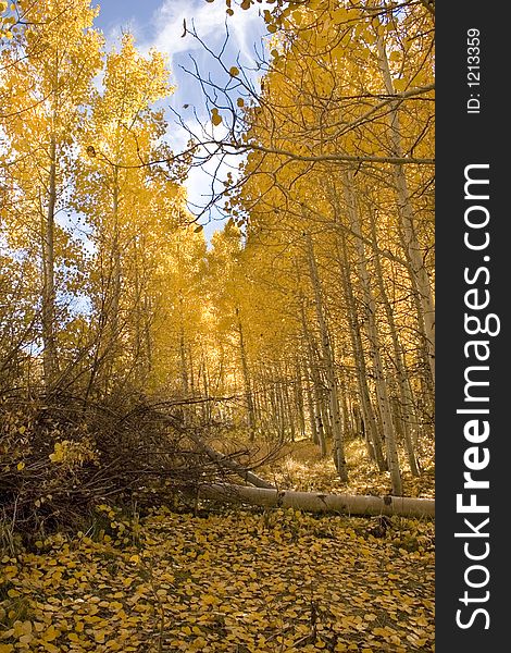 Aspen trees in autumn