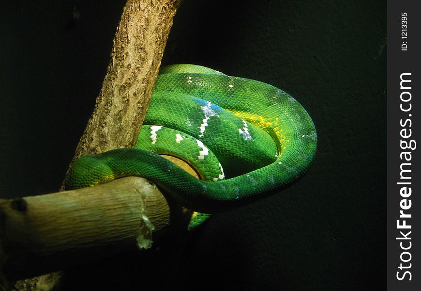 Emerald green tree baby boa sleeping on a  tree branch