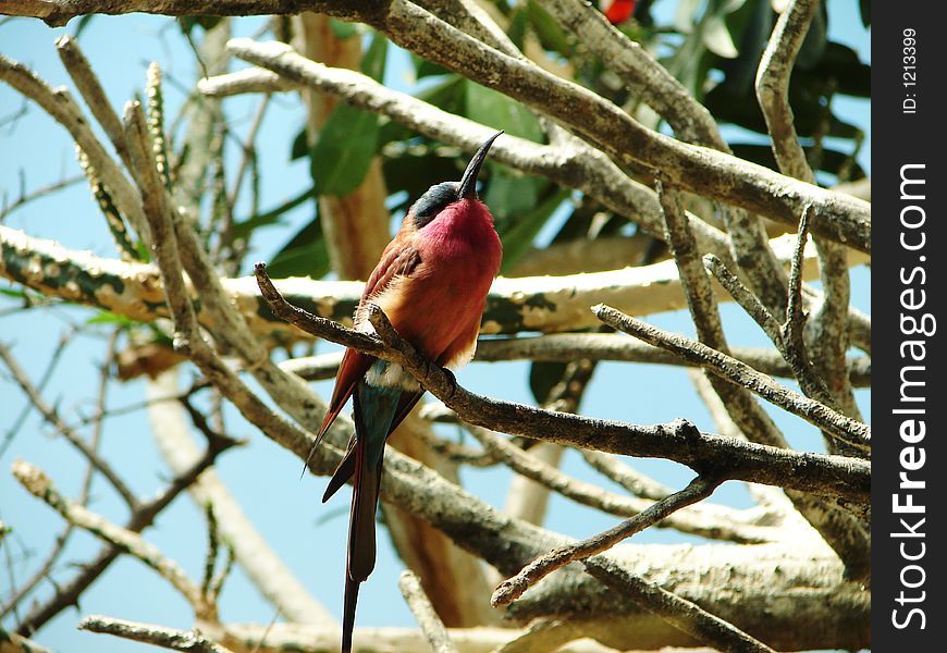 A bird is sleeping on a tree branch. A bird is sleeping on a tree branch