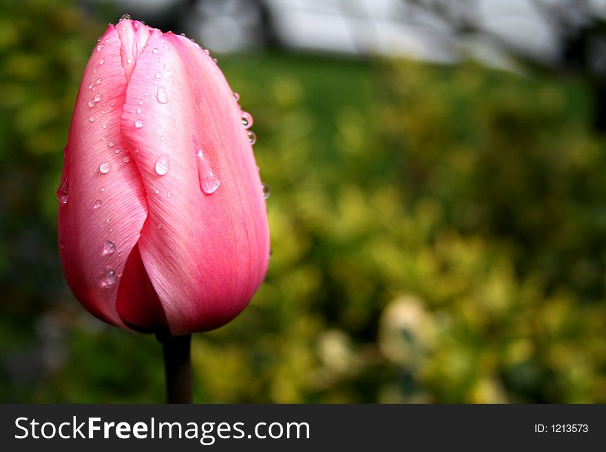 Pink tulip with morning dew. Pink tulip with morning dew