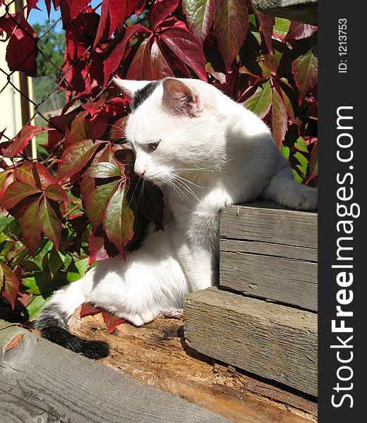 A white tom-cat in the garden. A white tom-cat in the garden