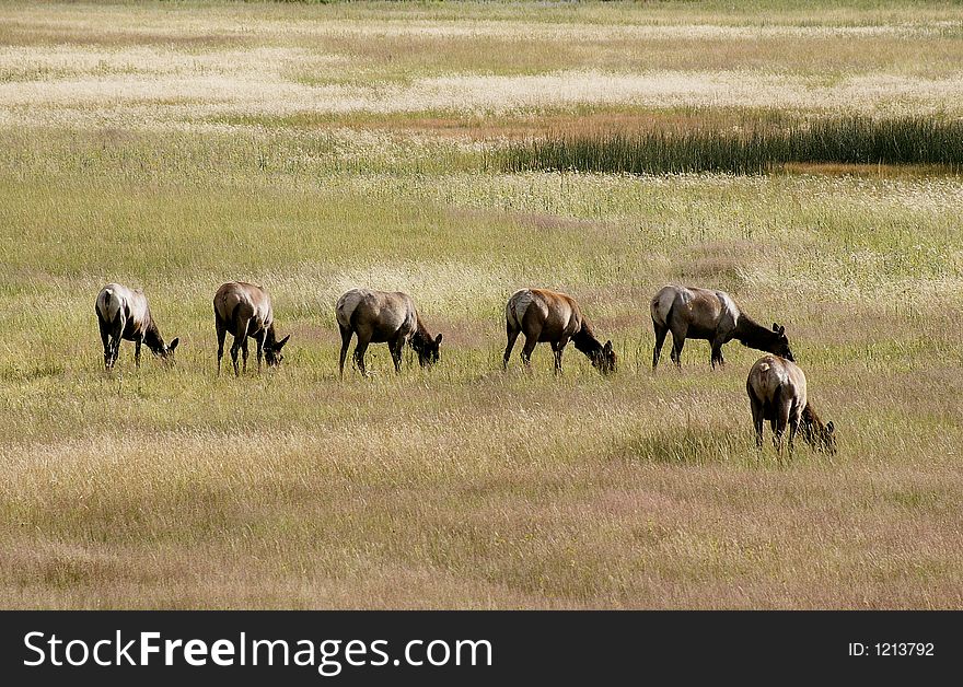 Elks In The Meadow