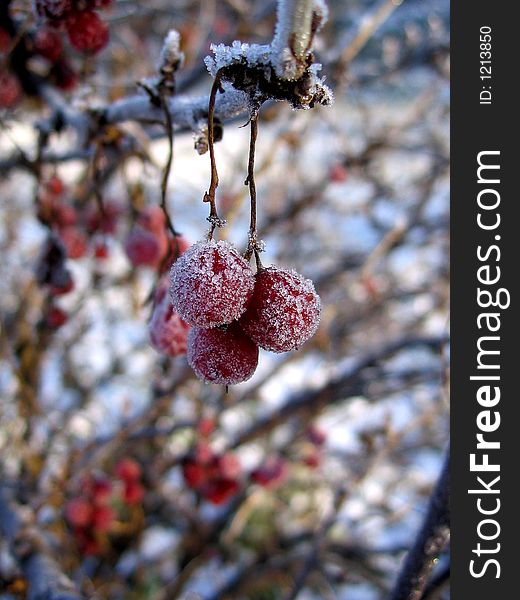 Red frozen currant. Red frozen currant