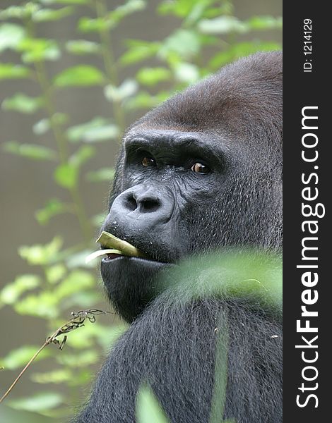 A chewing and observing gorilla in the zoo. A chewing and observing gorilla in the zoo.